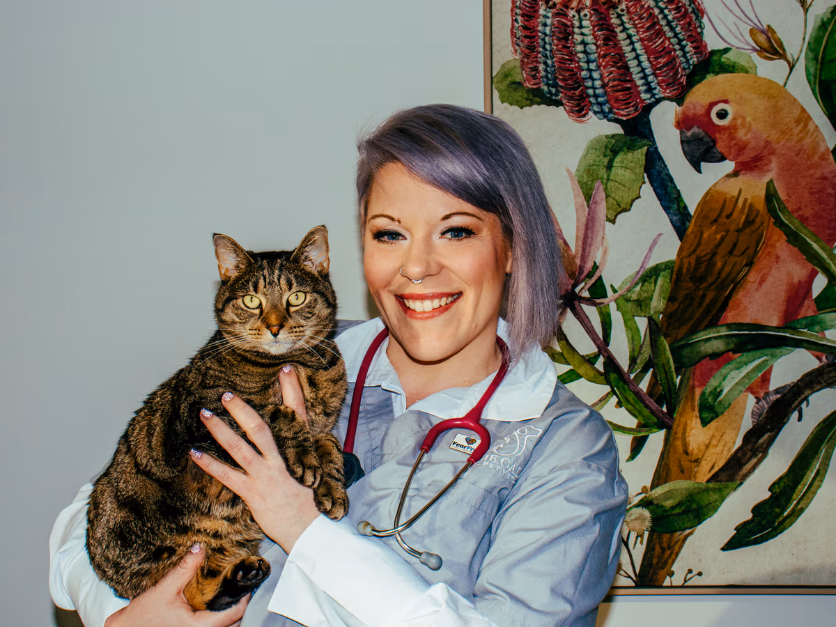 Dr Chantelle McGowan holding a calm tabby cat during a veterinary behaviour consultation